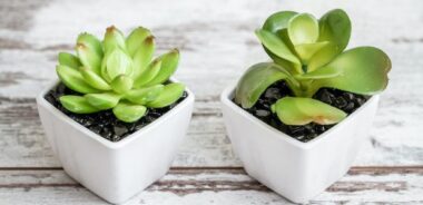 artifical plants 620x300 1